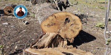 Li Bestayê dîmenê birîna daran: Talankirinê radixe ber çavan