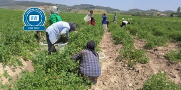 Bi şev û roj li nav zeviyan dixebitin