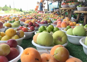 Deşta Şarezûrî de fêkî û berhamenê bînî elaqaya turîstan ancenê