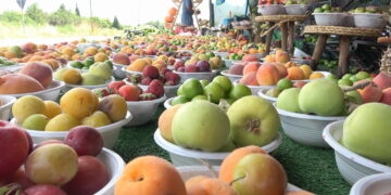 Deşta Şarezûrî de fêkî û berhamenê bînî elaqaya turîstan ancenê