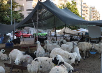 Qurbanî kok ra zerar o