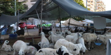 Qurbanî kok ra zerar o