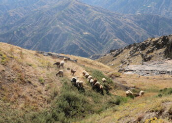 ‘Jiyana me girêdayî zozanan e’
