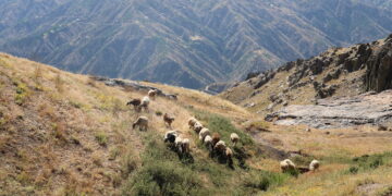 ‘Jiyana me girêdayî zozanan e’