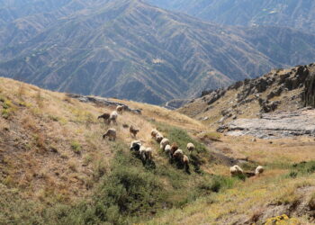 ‘Cuya ma girêdayeyê zozanan a’