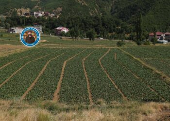 Li gundê Hêrvêsê çanda tûtinê: Tevî zehmetiyê jî ji cefa û keda xwe razî ne