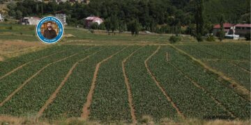 Li gundê Hêrvêsê çanda tûtinê: Tevî zehmetiyê jî ji cefa û keda xwe razî ne