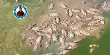 Bi hezaran maseyî merdî!