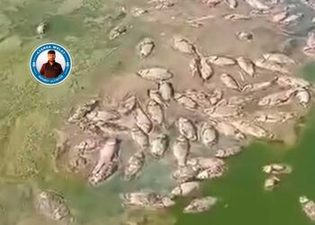 Bi hezaran masî mirin