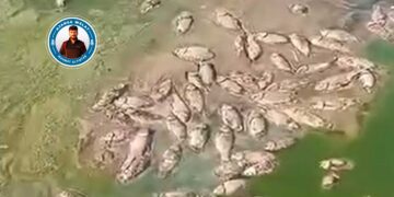 Bi hezaran masî mirin