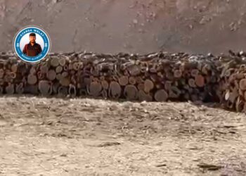 Li Gabarê talana xwezayê: Bi hezaran dar hatine birin