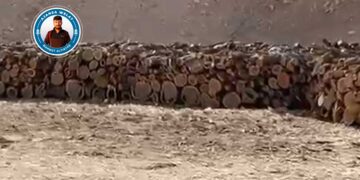 Li Gabarê talana xwezayê: Bi hezaran dar hatine birin