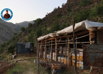 Mêşvanek Elkî: Divê ji bo bazara hingiv kooperatîf ava bibe