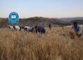 Tevî teknolojiyê jî çanda palehiyê didomînin