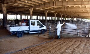 Amed de xirba heywanan ameye dezenfektekerdene