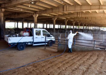 Li Amedê bazara heywanan ji ber nexweşiyê bi demkî hat girtin