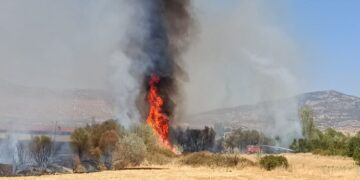 Şewata li Licê derketî hate vemirandin