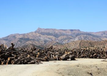 Ajansa me xwe gihand cihê talankirina daristanên li Omyanisê
