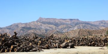 Ajansa me xwe gihand cihê talankirina daristanên li Omyanisê