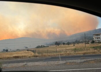 Li Licê agir bi daristanê ket