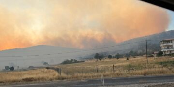 Li Licê agir bi daristanê ket