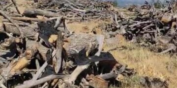 Cerdevan daristanên Bestayê talan dikin