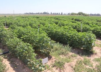 Goreyê hewayî tewirê tovan zêde kenê