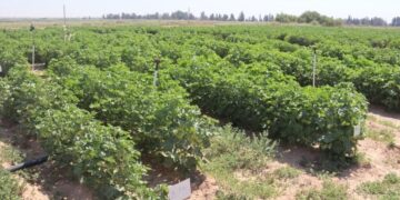 Goreyê hewayî tewirê tovan zêde kenê