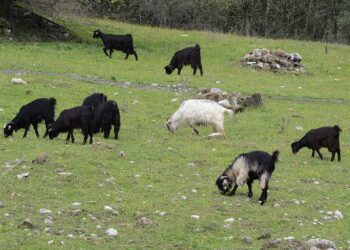 Li Berwariyê gur bi nav kerî ket û bi dehan bizin kuştin