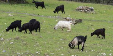 Li Berwariyê gur bi nav kerî ket û bi dehan bizin kuştin