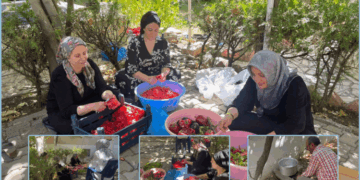 Cinîyanê Amedî amadekarîya zimistanî pîya kerd