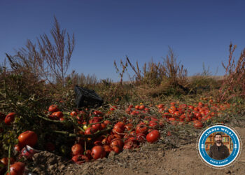 Bi tonan firingî di zeviyan de riziyan!