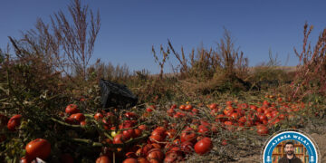 Bi tonan firingî di zeviyan de riziyan!
