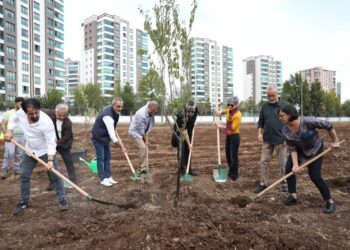 Koma Amed li Amedê dar çandin