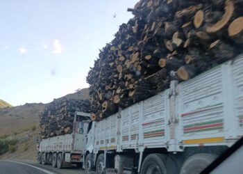 Koyê Dorşîn de birnayîşê daran dewam keno