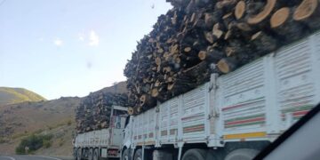 Koyê Dorşîn de birnayîşê daran dewam keno