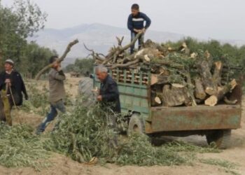 Talankerdena zeytûnanê Efrînî dewam kena