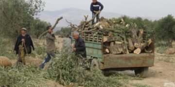 Talankerdena zeytûnanê Efrînî dewam kena