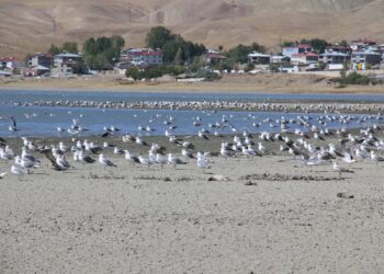 Golê Arçak û Sixkeyî ziwa benê