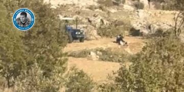 Li Gabarê bi destûra Gerînendetiya Daristanê talan heye!