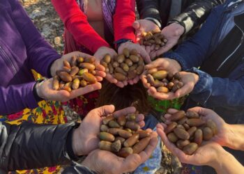 Dê li navçeya Peyasê darên berûyan bên çandin