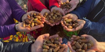 Dê li navçeya Peyasê darên berûyan bên çandin