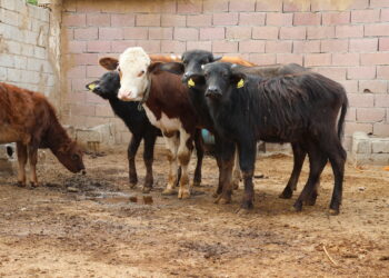 Divê di wextê de tedbîrên tebekê bên girtin