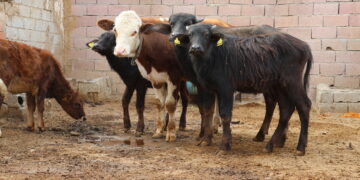 Divê di wextê de tedbîrên tebekê bên girtin