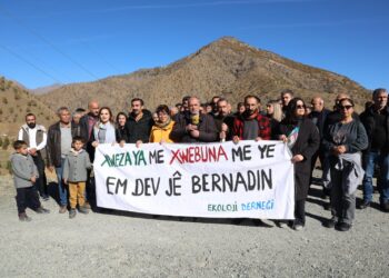 Li dijî talana Dorşînê dar û berû çandin