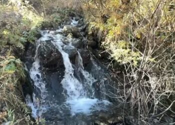 Şampaşa de bi baxaneyê viraştişê fabrîka wazenê kananê zerrnî akerê!