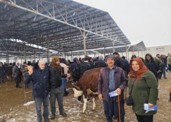 Di bin berfê de xebata mitînga ‘Hêvî û Azadiyê’ tê kirin