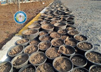 Komuna Çandiniyê hate avakirin: Bi sedhezaran berû çandin