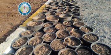 Komuna Çandiniyê hate avakirin: Bi sedhezaran berû çandin