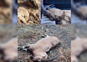 Li Çiyayê Cûdî komkujiya pezkoviyan!